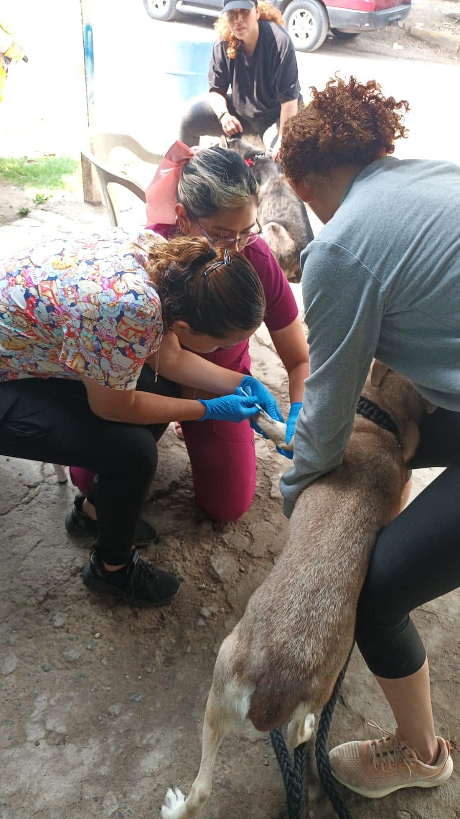 Valoración médica previa y trato con paciencia por la MVZ Cinthya Arias