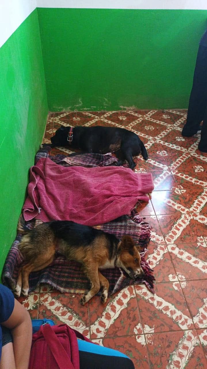 Perrita descansando tranquila con su cobija y su faja quirúrgica