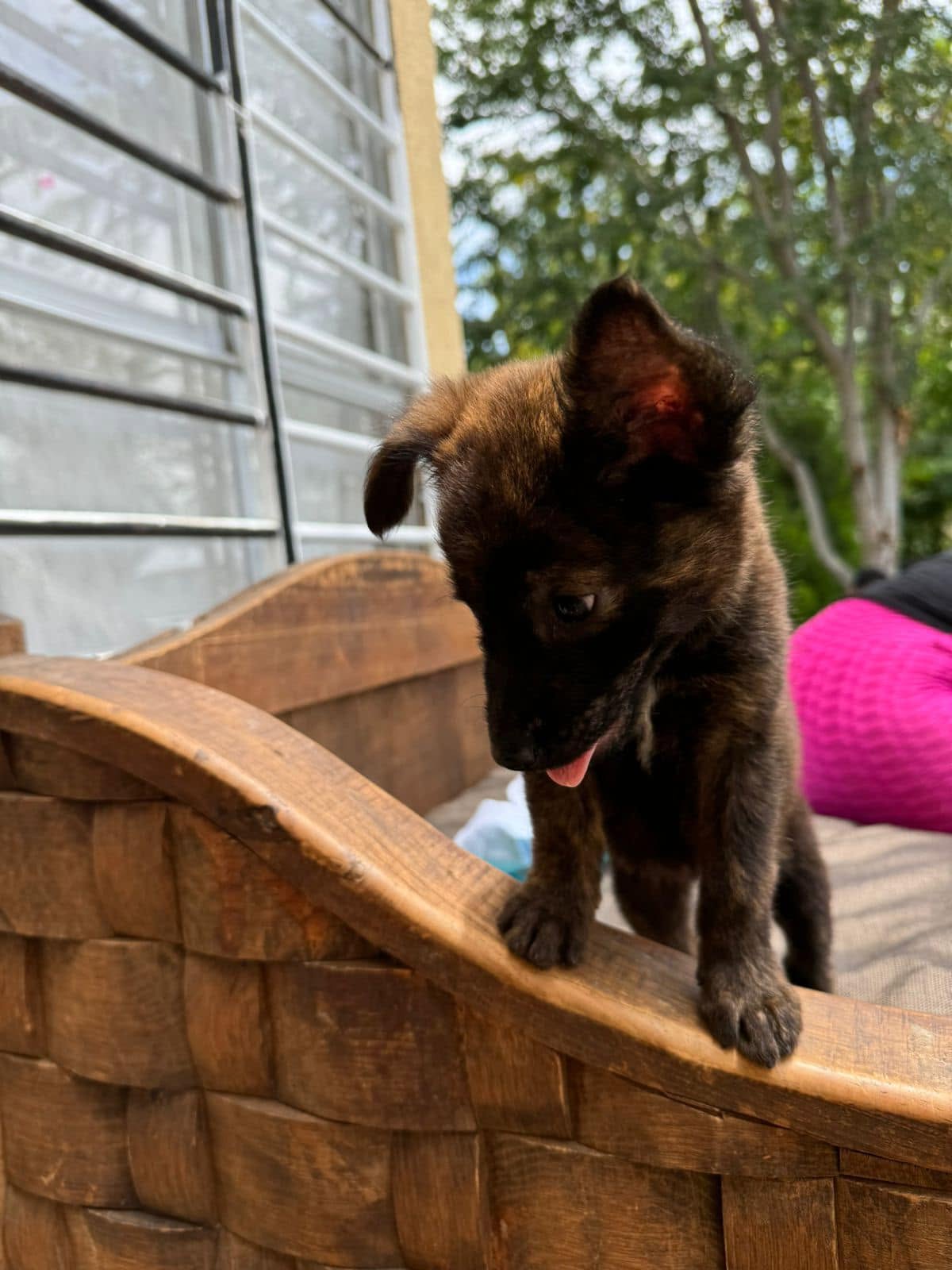 Mascota sana y protegida con Nicipets